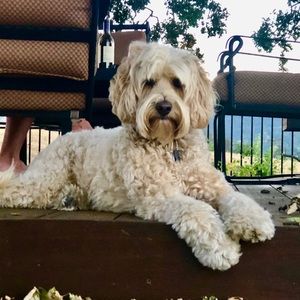 Meet your Posher, Janet